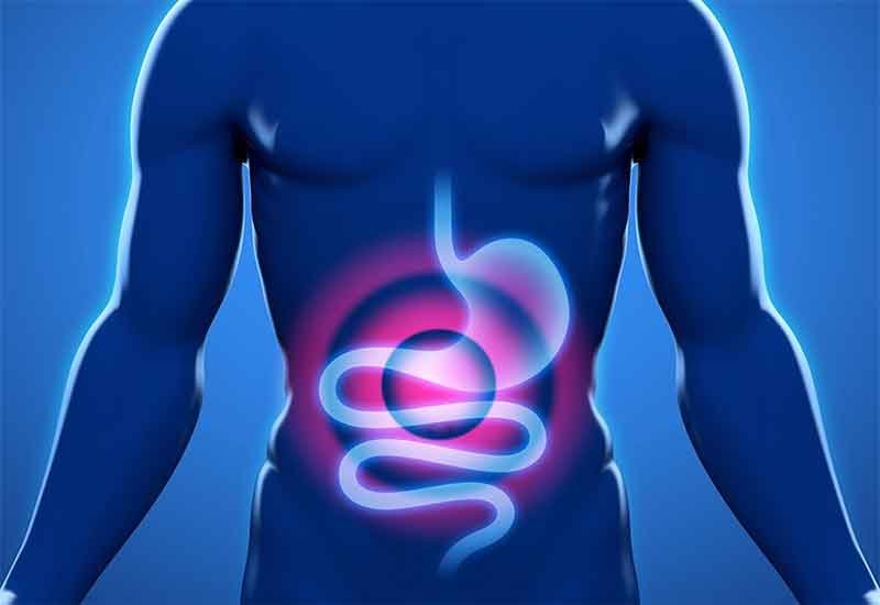Illustration of the human digestive system highlighted inside the abdomen